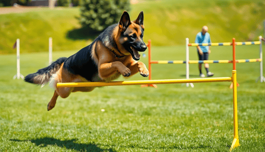 Unleash Your Dog's Potential: The Thrill of Agility Training