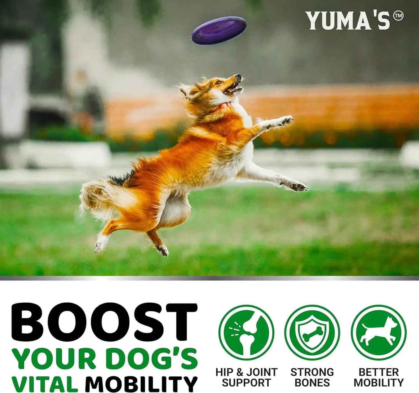 Active dog jumping to catch a frisbee, promoting hip and joint support for better mobility and strong bones.