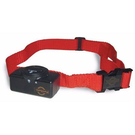 Dog wearing collar outdoors